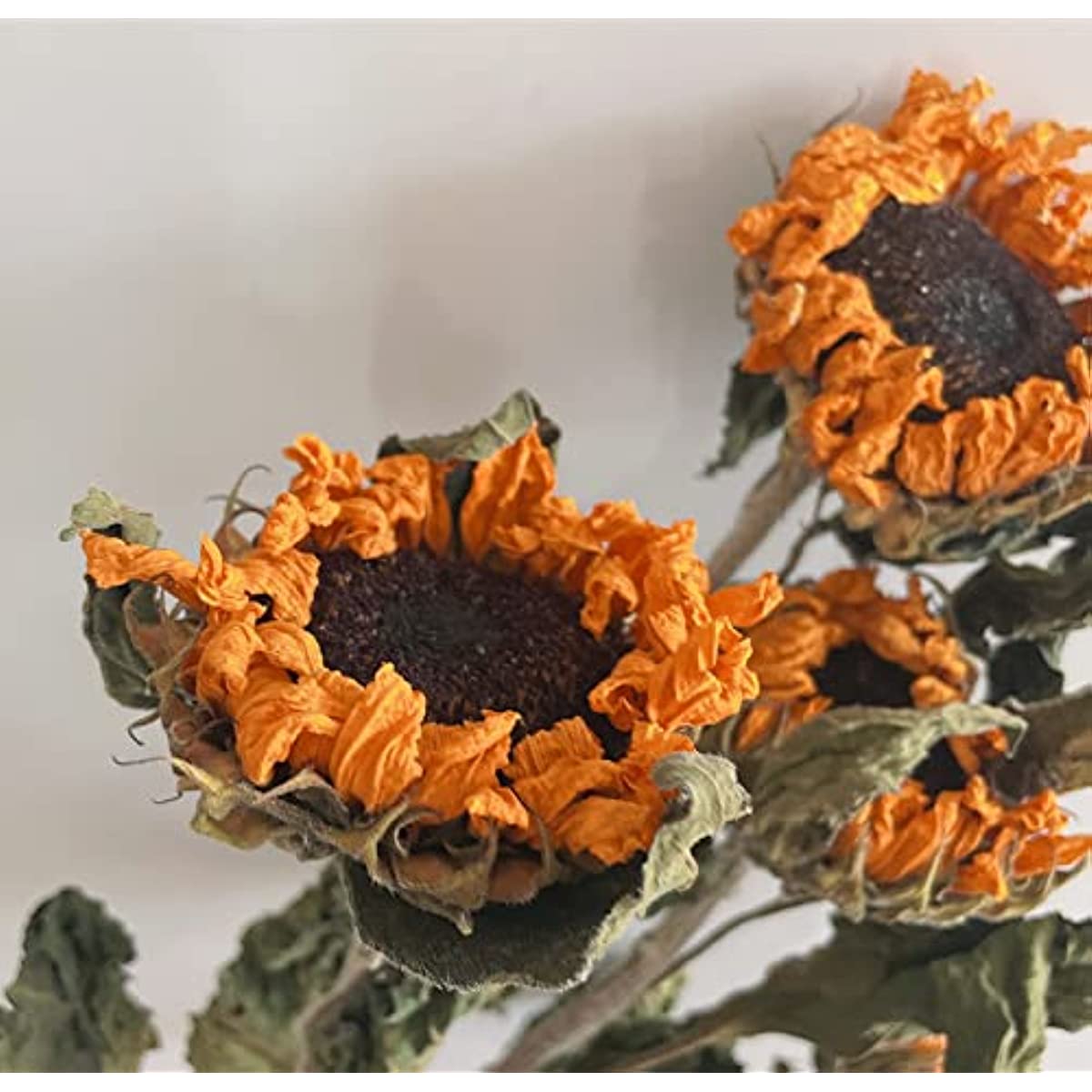 dried_flower - preserved_flower - fake_flower - 6Stems Dried Flowers in Bulk Sunflower Bouquet Real Flowers Yellow Decor - Molly Garden - Molly_Garden_Floral