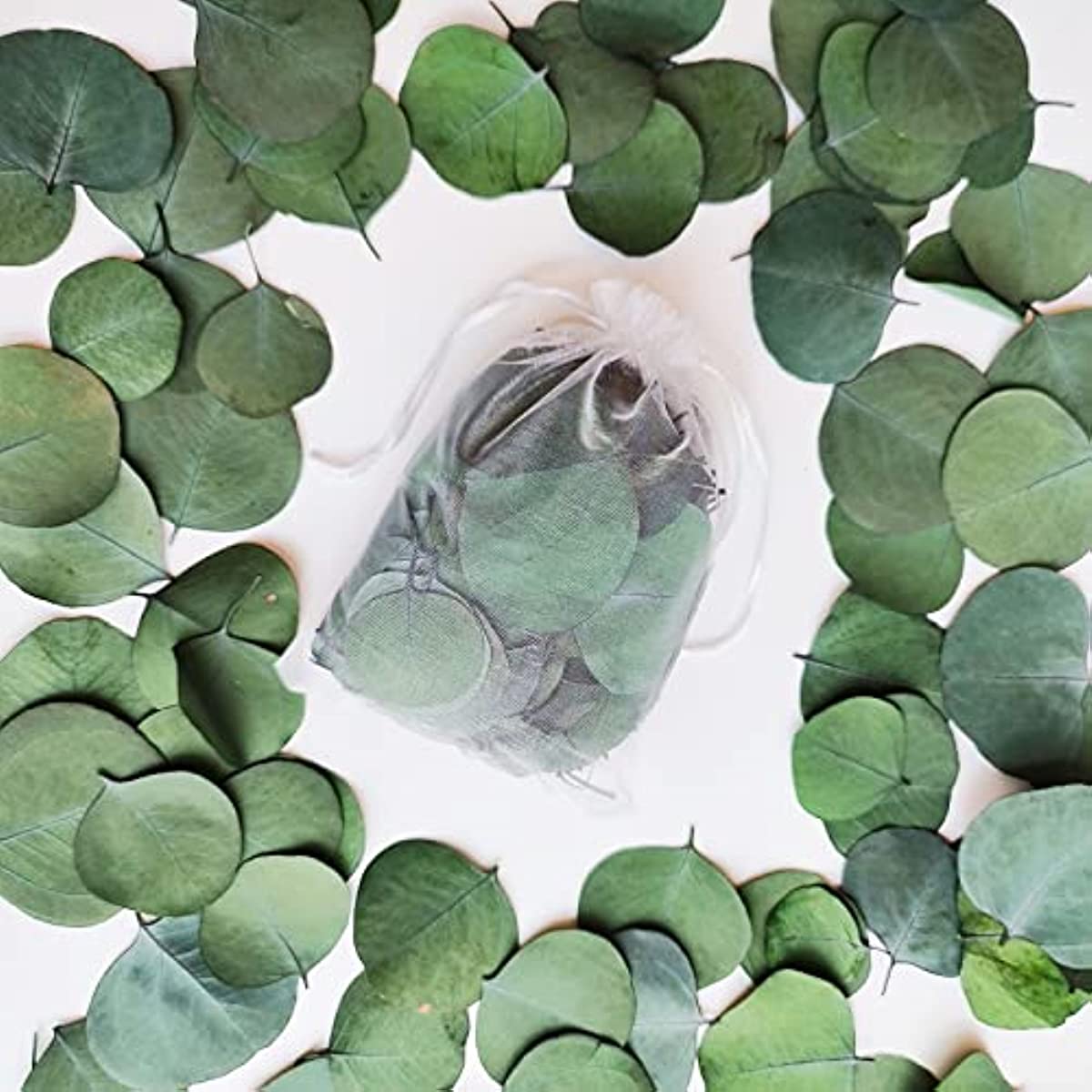 dried_flower - preserved_flower - fake_flower - 300+Pcs Dried 100% Natural Preserved Silver Dollar Green Eucalyptus Leaves - Molly Garden - Molly_Garden_Floral