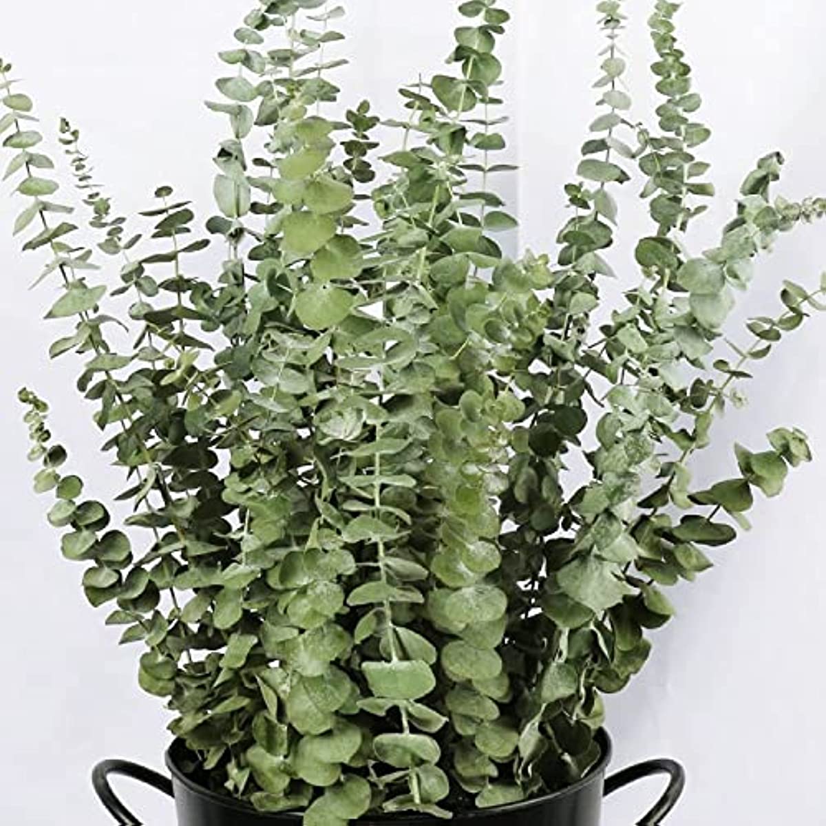 dried_flower - preserved_flower - fake_flower - 16Pcs Dried 100% Natural Real Fresh Eucalyptus Plant Stems for Shower - Molly Garden - Molly_Garden_Floral