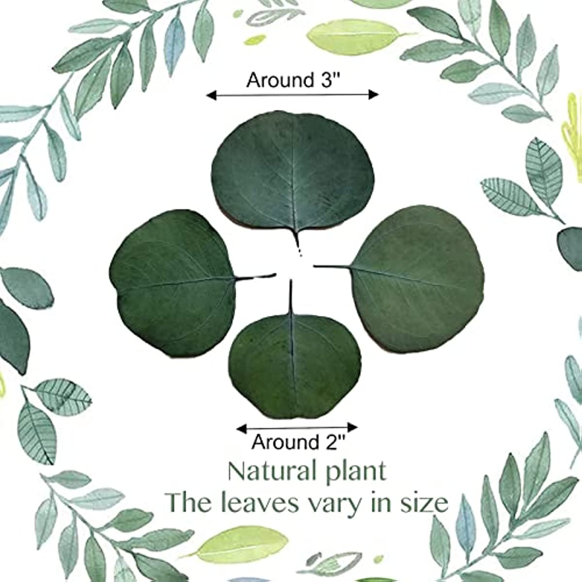 dried_flower - preserved_flower - fake_flower - 300+Pcs Dried 100% Natural Preserved Silver Dollar Green Eucalyptus Leaves - Molly Garden - Molly_Garden_Floral