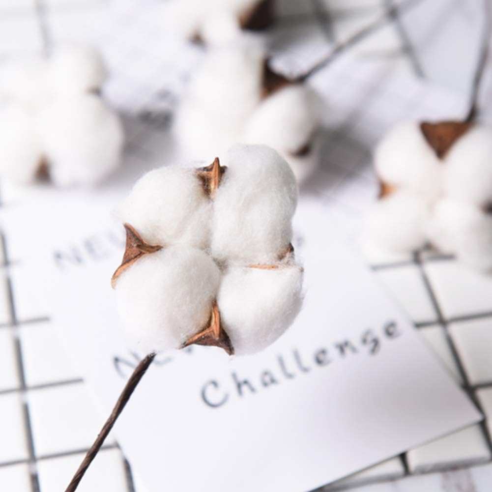 dried_flower - preserved_flower - fake_flower - Cotton Stems Natural Dried Plant 8Packs Total 15 Balls Spring Blooms Floral - Molly Garden - Molly_Garden_Floral