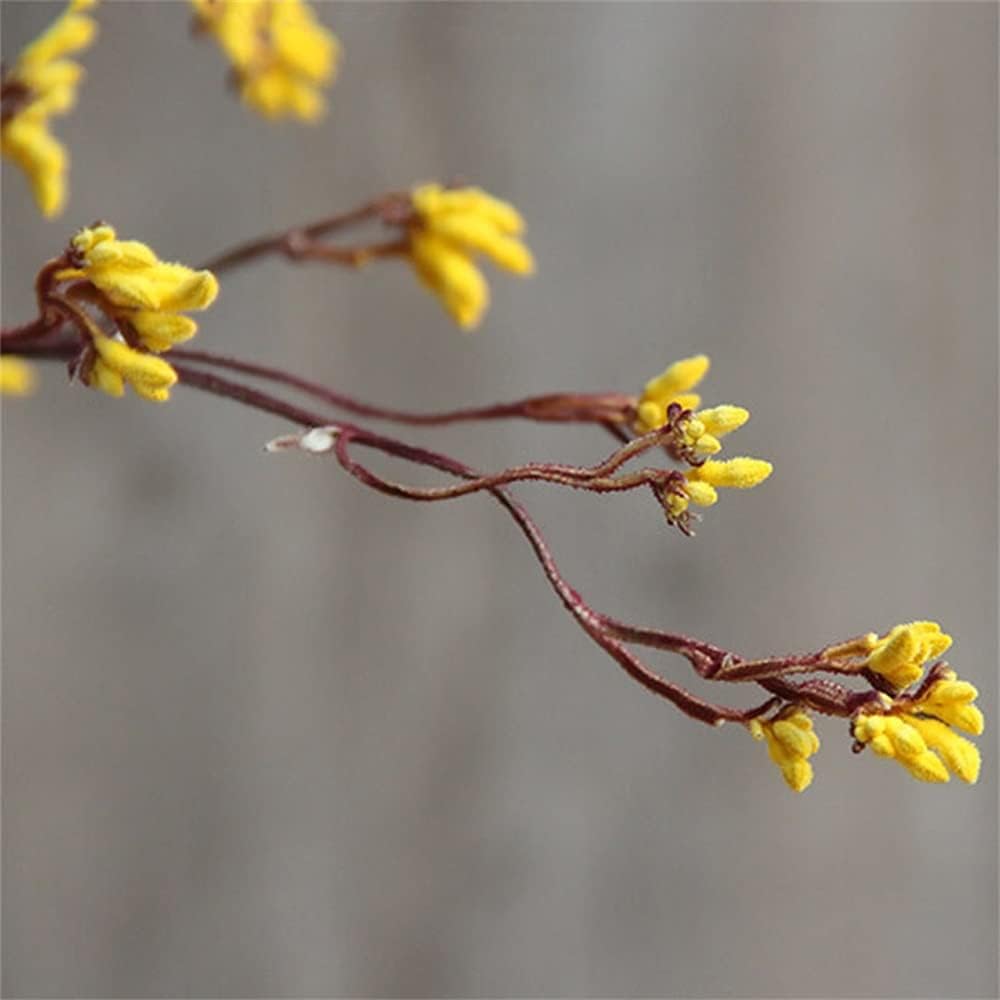 dried_flower - preserved_flower - fake_flower - Natural Dried Flowers Preserved Fresh Plant Color Wedding Home Decorations - Molly Garden - Molly_Garden_Floral