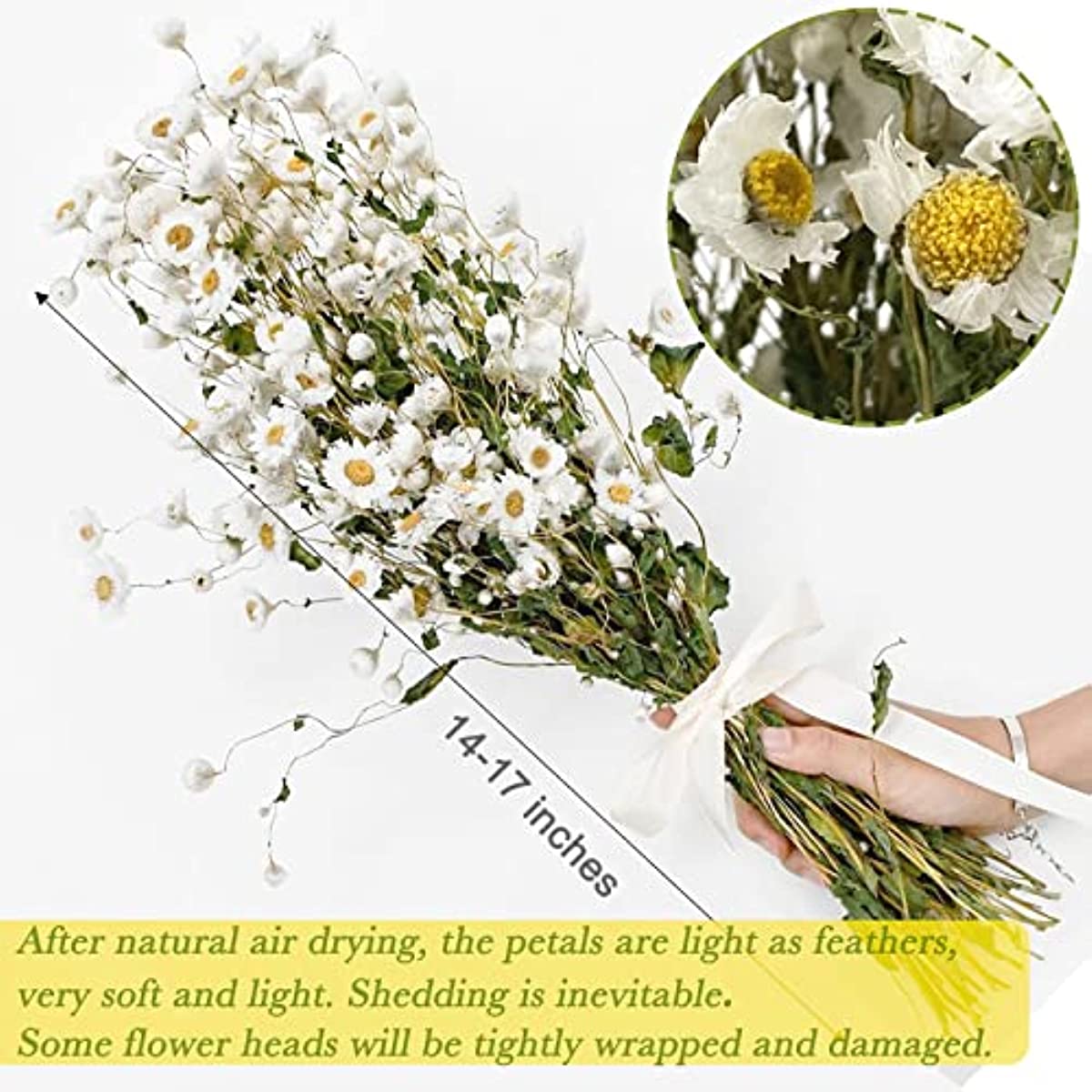 dried_flower - preserved_flower - fake_flower - 250+Real Chrysanthemum Rhodanthe Daisies 17'' Gerber Dried Daisy White Flowers - Molly Garden - Molly_Garden_Floral
