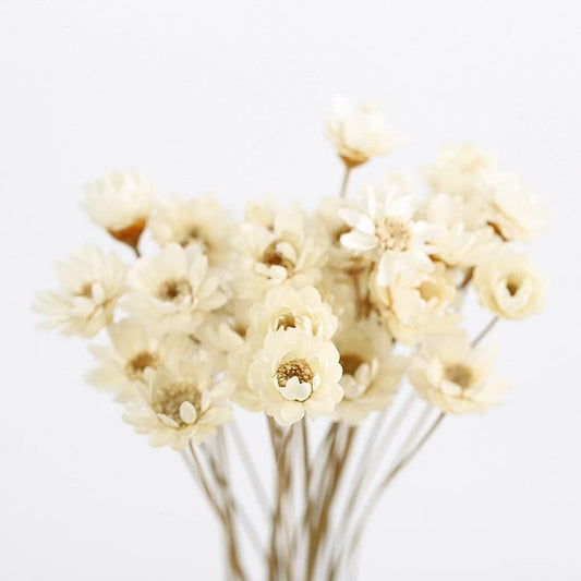 dried_flower - preserved_flower - fake_flower - 210Pcs Natural Dried Bouquet Stems 16" Dry Flowers Brazilian Small Star Daisy - Molly Garden - Molly_Garden_Floral