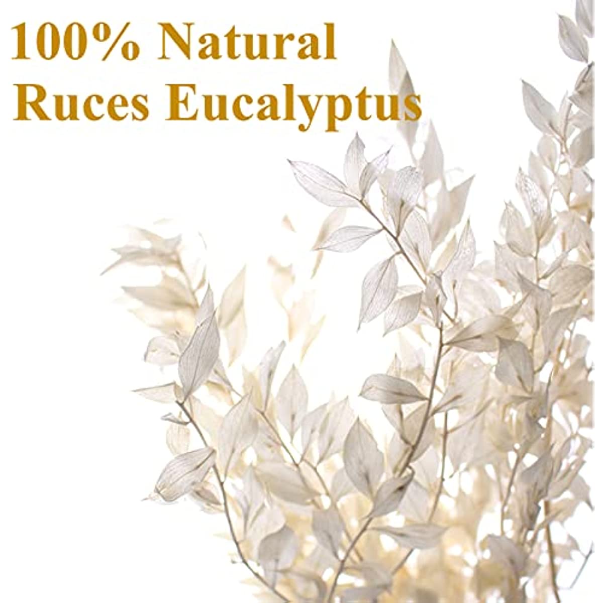 dried_flower - preserved_flower - fake_flower - 5Stems 16"Dried Real Eucalyptus White Italian Ruscus Natural Preserved Plant - Molly Garden - Molly_Garden_Floral