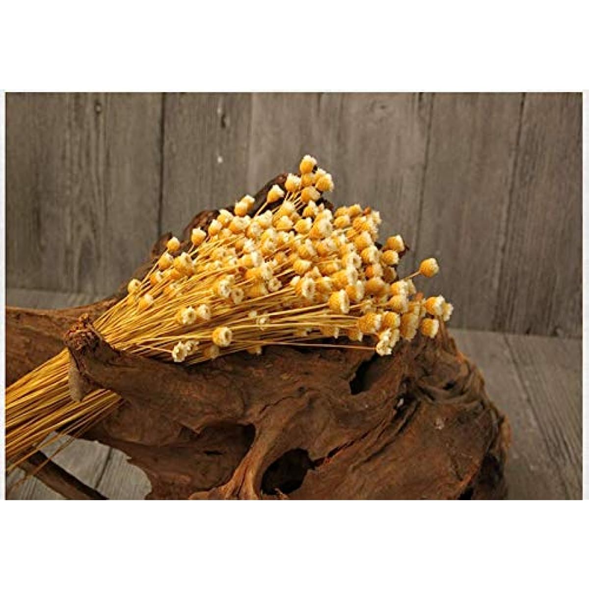 dried_flower - preserved_flower - fake_flower - 250Stems Natural Dry Flowers Brazilian Small Star Daisy Dried Mini Chamomile - Molly Garden - Molly_Garden_Floral