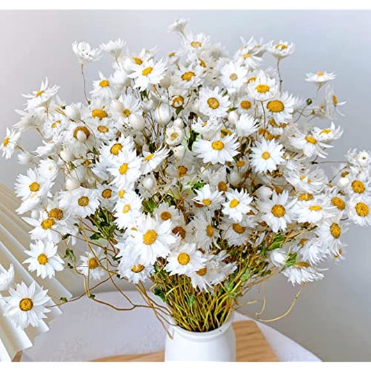 dried_flower - preserved_flower - fake_flower - 250+Real Chrysanthemum Rhodanthe Daisies 17'' Gerber Dried Daisy White Flowers - Molly Garden - Molly_Garden_Floral