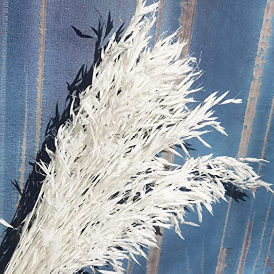 dried_flower - preserved_flower - fake_flower - 40Stems Dried White Oat Flowers 17'' Real  Natural Bleached Avena Wheat Bunch - Molly Garden - Molly_Garden_Floral