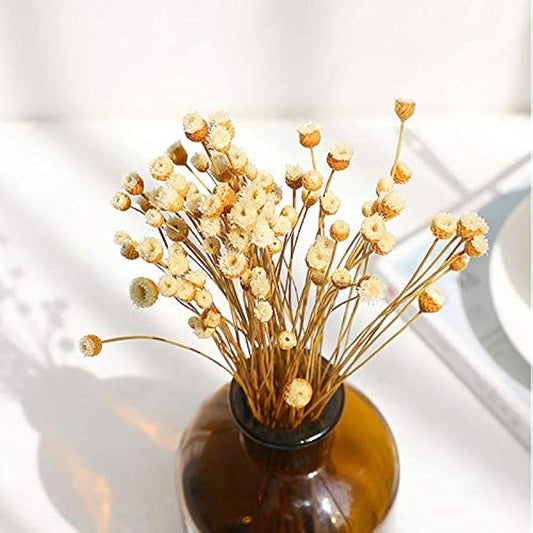 dried_flower - preserved_flower - fake_flower - 250Stems Natural Dry Flowers Brazilian Small Star Daisy Dried Mini Chamomile - Molly Garden - Molly_Garden_Floral