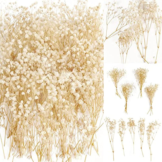 dried_flower - preserved_flower - fake_flower - 50Pcs Mini Dried Babys Breath Flowers 3000+head Natural Gypsophila Bouquet - Molly Garden - Molly_Garden_Floral