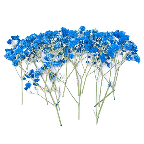 dried_flower - preserved_flower - fake_flower - 36Pcs Dried Pressed Babys Breath Flowers Nature Real Dry Pressing Floral for Resin - Molly Garden - Molly_Garden_Floral