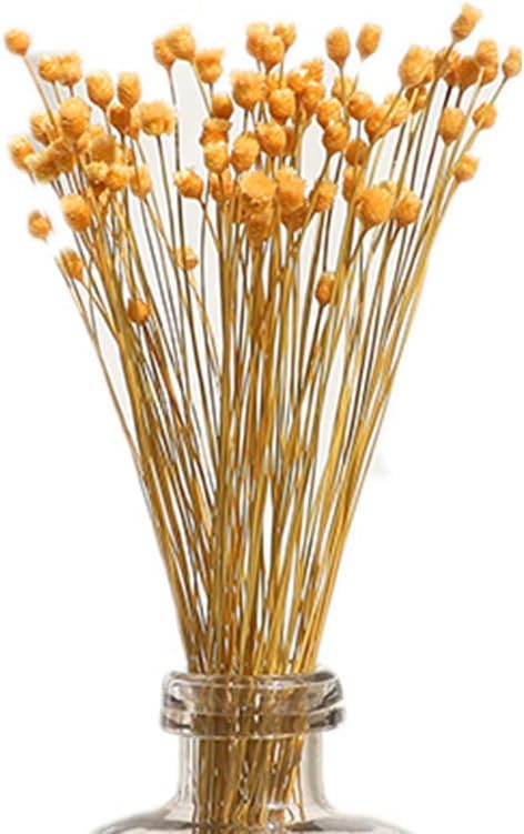 dried_flower - preserved_flower - fake_flower - 250Stems Natural Dry Flowers Brazilian Small Star Daisy Dried Mini Chamomile - Molly Garden - Molly_Garden_Floral