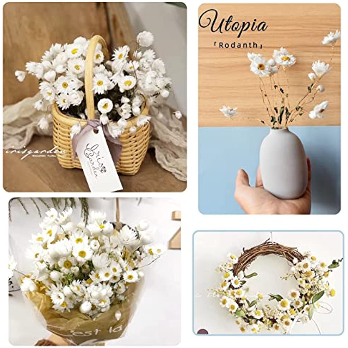 dried_flower - preserved_flower - fake_flower - 250+Real Chrysanthemum Rhodanthe Daisies 17'' Gerber Dried Daisy White Flowers - Molly Garden - Molly_Garden_Floral