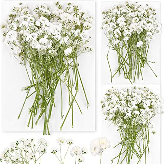 dried_flower - preserved_flower - fake_flower - 90Pcs White Dried Pressed Babys Breath Flowers Real 100% Gypsophila Bulk - Molly Garden - Molly_Garden_Floral