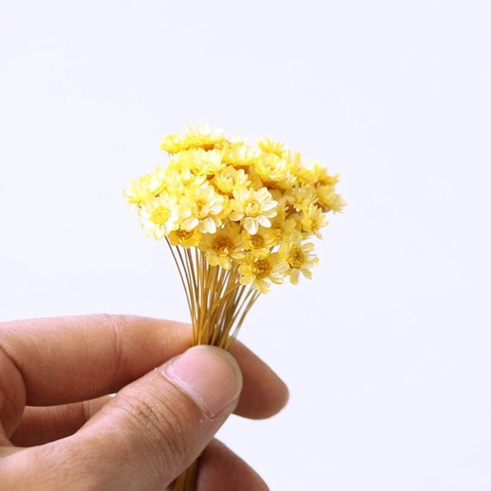 dried_flower - preserved_flower - fake_flower - 210Pcs Natural Dried Bouquet Stems 16" Dry Flowers Brazilian Small Star Daisy - Molly Garden - Molly_Garden_Floral
