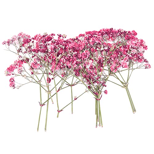 dried_flower - preserved_flower - fake_flower - 36Pcs Dried Pressed Babys Breath Flowers Nature Real Dry Pressing Floral for Resin - Molly Garden - Molly_Garden_Floral