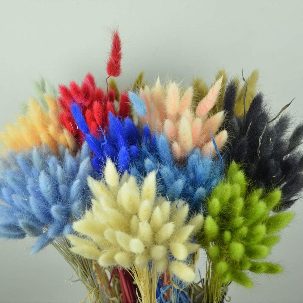 dried_flower - preserved_flower - fake_flower - 50Pcs Natural Dried Lagurus Ovatus Bouquet Rabbit Bunny Tail Pampas Grass - Molly Garden - Molly_Garden_Floral