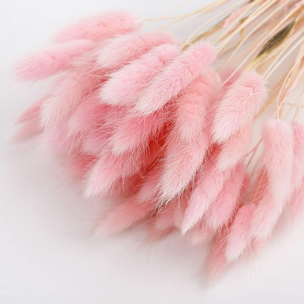 dried_flower - preserved_flower - fake_flower - 50Pcs Natural Dried Lagurus Ovatus Bouquet Rabbit Bunny Tail Pampas Grass - Molly Garden - Molly_Garden_Floral