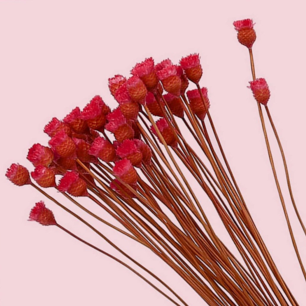 dried_flower - preserved_flower - fake_flower - 50Stems Red Dried Daisy Bouquet Dry Flowers Natural Floral Decoration - Molly Garden - Molly_Garden_Floral