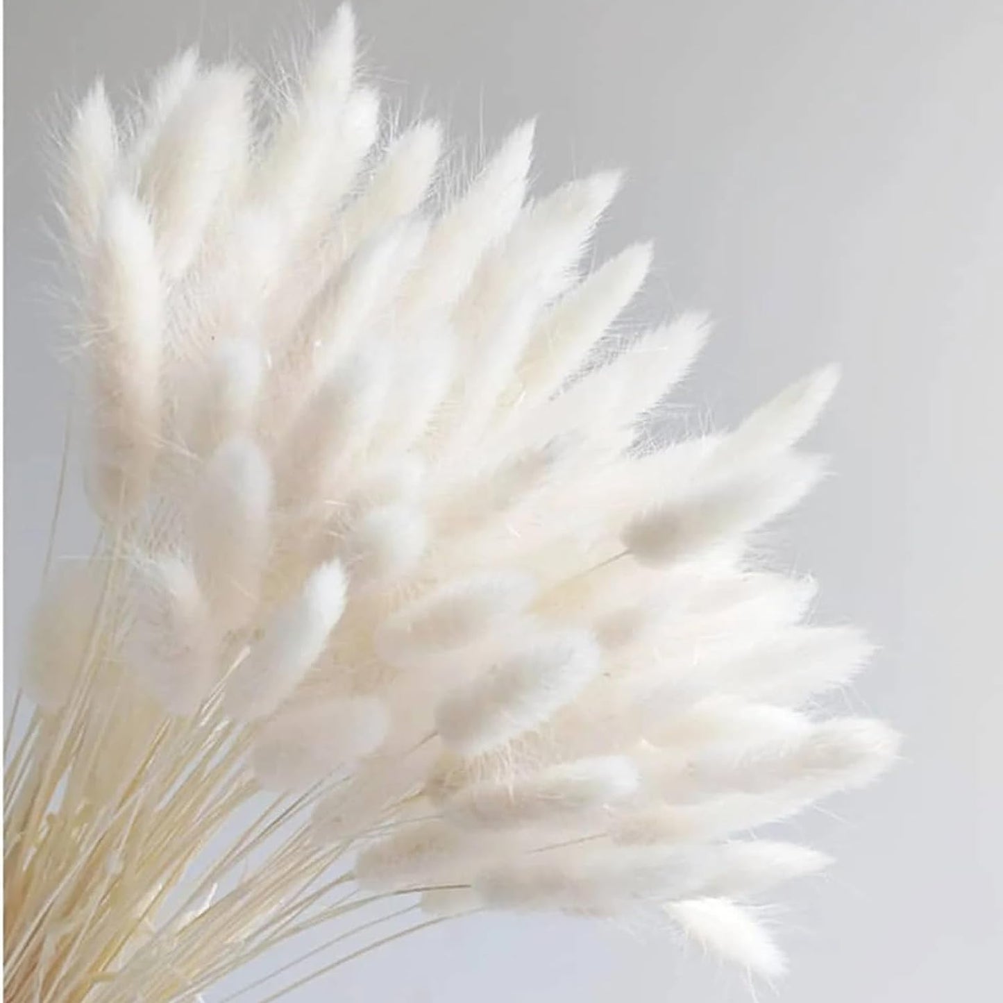 dried_flower - preserved_flower - fake_flower - 200Pcs Bunny Tails Dried Flowers White Natural Eternal Dried Rabbit Tails Grass - Molly Garden - Molly_Garden_Floral