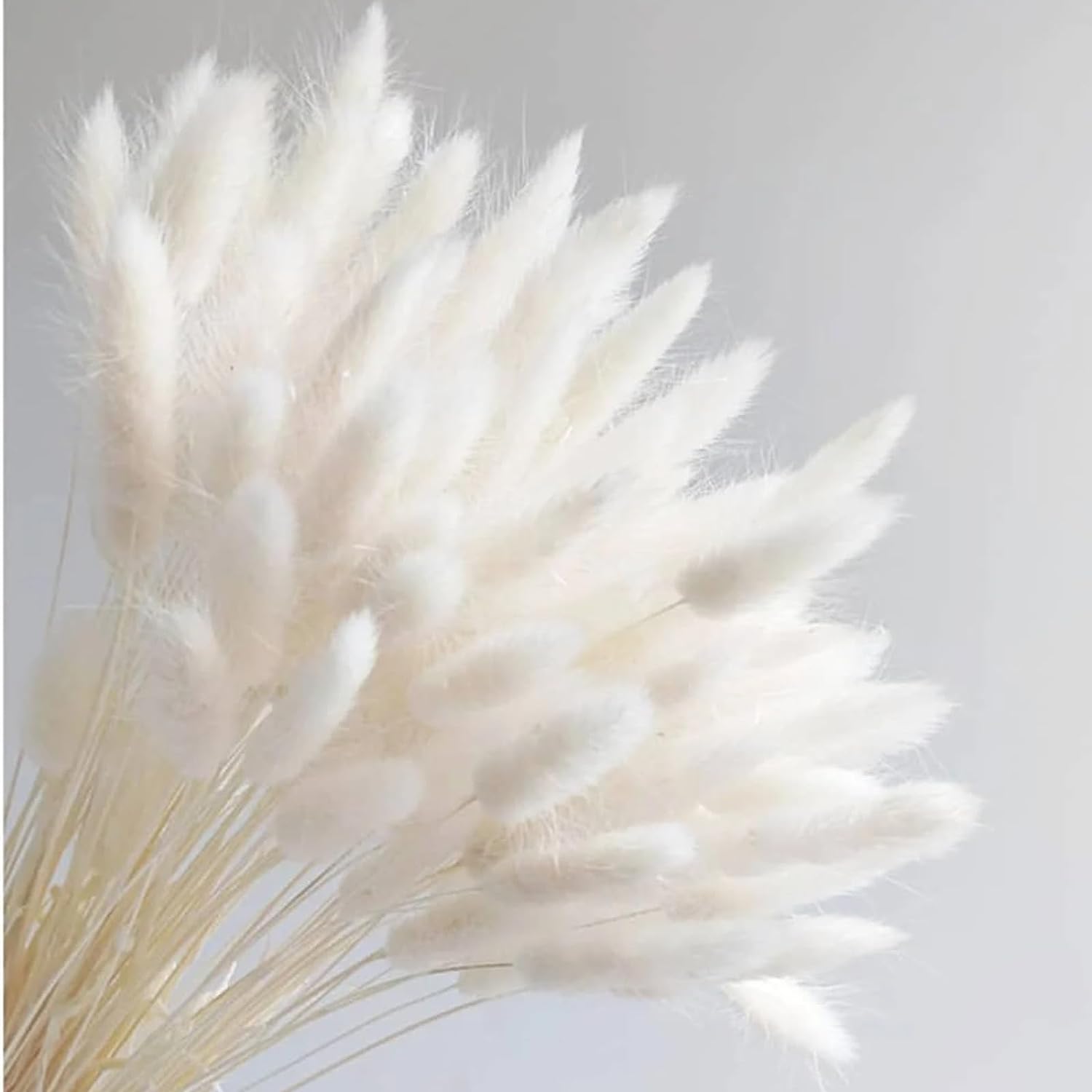 dried_flower - preserved_flower - fake_flower - 200Pcs Bunny Tails Dried Flowers White Natural Eternal Dried Rabbit Tails Grass - Molly Garden - Molly_Garden_Floral