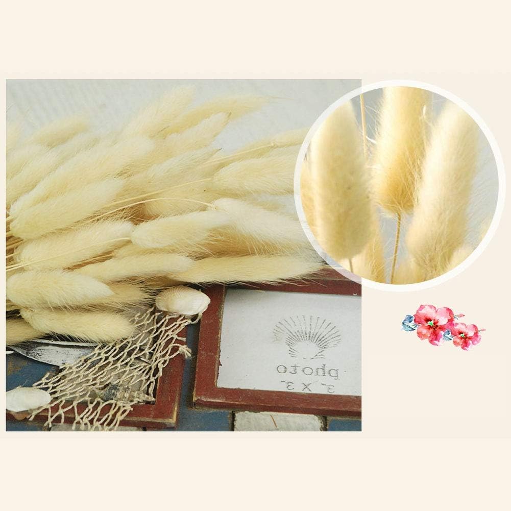 dried_flower - preserved_flower - fake_flower - 50Pcs Natural Dried Lagurus Ovatus Bouquet Rabbit Bunny Tail Pampas Grass - Molly Garden - Molly_Garden_Floral