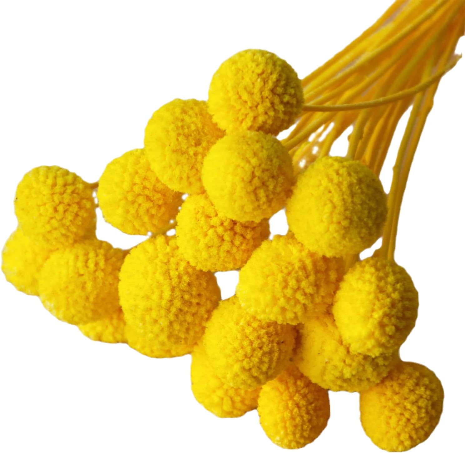 dried_flower - preserved_flower - fake_flower - 20Pcs Natural Dried Flowers Billy Balls 16" Bouquet Floral Arrangements Bouquet - Molly Garden - Molly_Garden_Floral