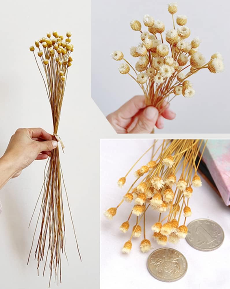 dried_flower - preserved_flower - fake_flower - 250Stems Natural Dry Flowers Brazilian Small Star Daisy Decorative Dried Floral - Molly Garden - Molly_Garden_Floral