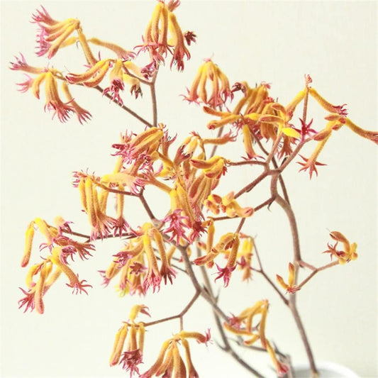 dried_flower - preserved_flower - fake_flower - Natural Dried Flowers Preserved Fresh Plant Color Wedding Home Decorations - Molly Garden - Molly_Garden_Floral