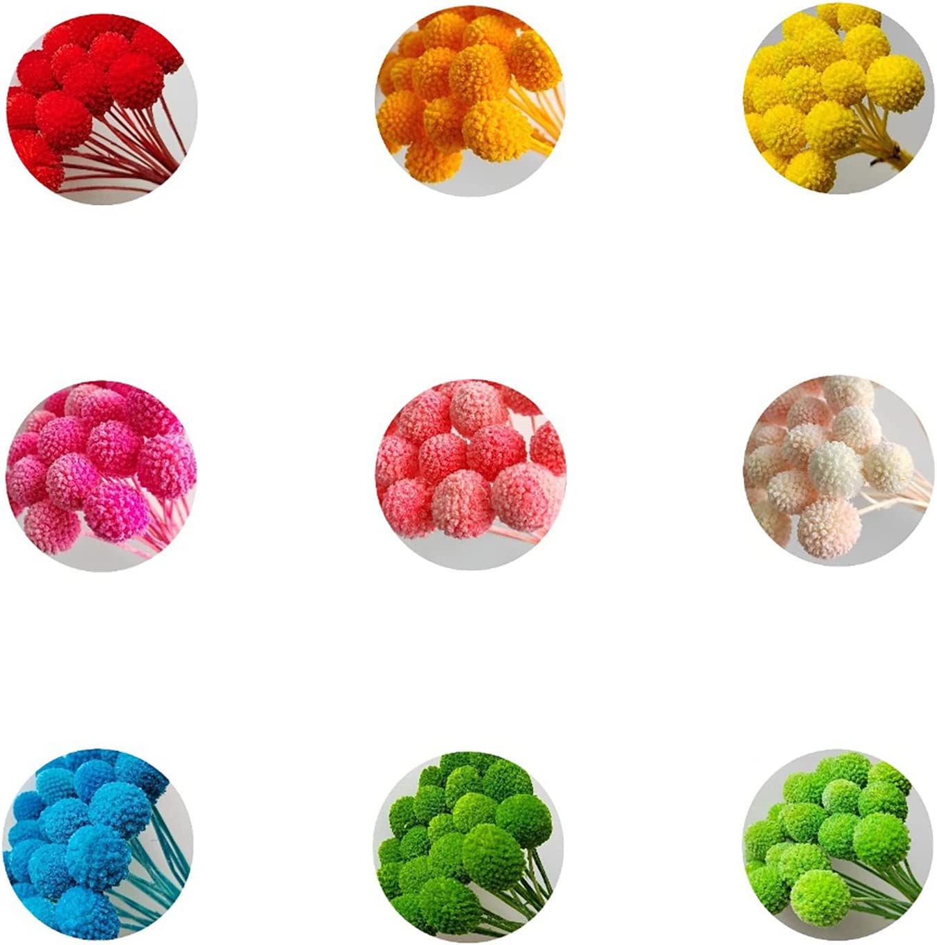 dried_flower - preserved_flower - fake_flower - 20Pcs Natural Dried Flowers Billy Balls 16" Bouquet Floral Arrangements Bouquet - Molly Garden - Molly_Garden_Floral