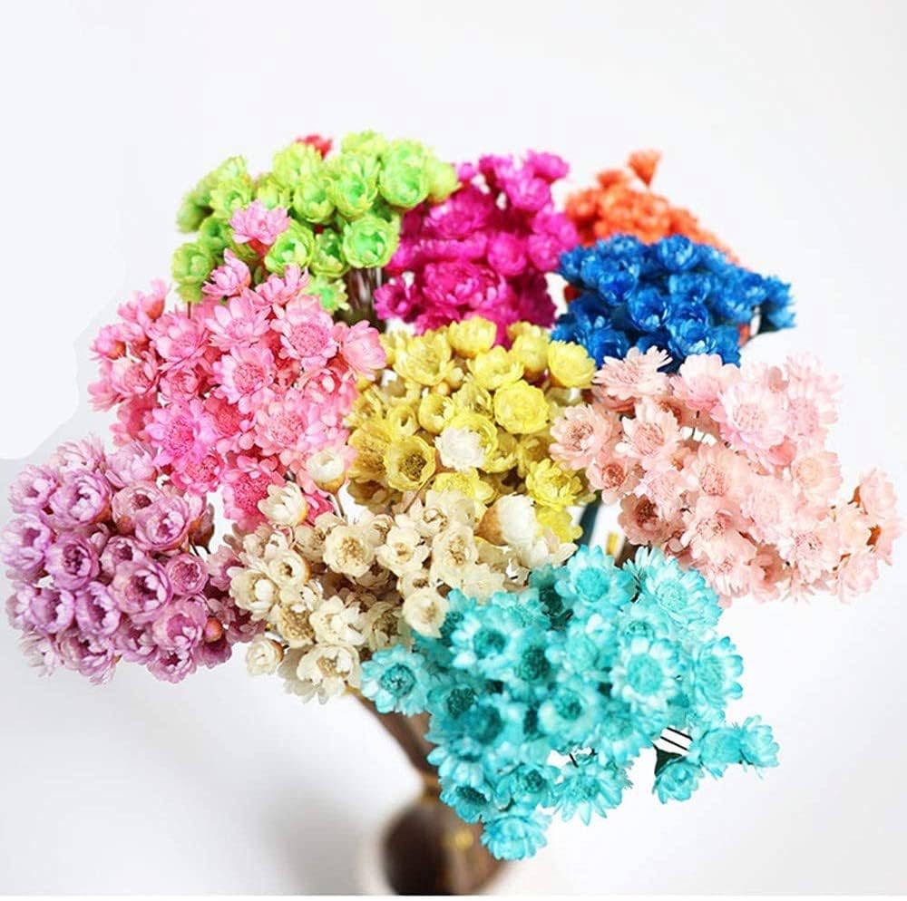 dried_flower - preserved_flower - fake_flower - 210Pcs Natural Dried Bouquet Stems 16" Dry Flowers Brazilian Small Star Daisy - Molly Garden - Molly_Garden_Floral