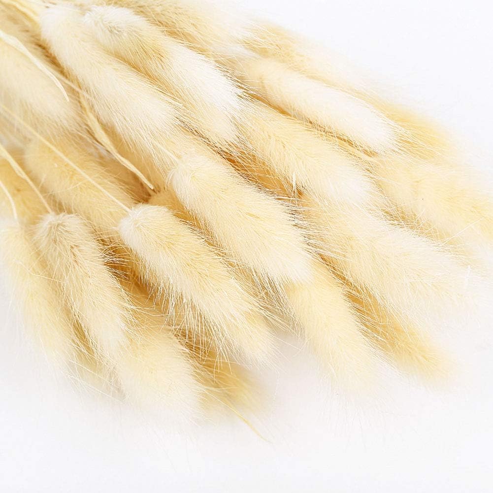 dried_flower - preserved_flower - fake_flower - 50Pcs Natural Dried Lagurus Ovatus Bouquet Rabbit Bunny Tail Pampas Grass - Molly Garden - Molly_Garden_Floral