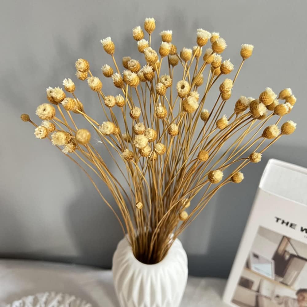 dried_flower - preserved_flower - fake_flower - 250Stems Natural Dry Flowers Brazilian Small Star Daisy Decorative Dried Floral - Molly Garden - Molly_Garden_Floral