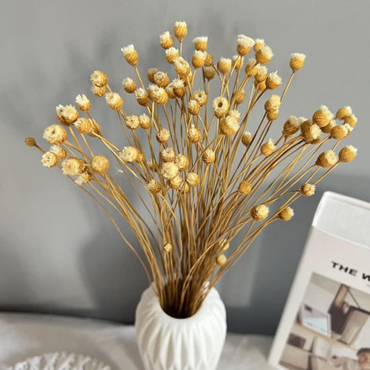 dried_flower - preserved_flower - fake_flower - 250Stems Natural Dry Flowers Brazilian Small Star Daisy Decorative Dried Floral - Molly Garden - Molly_Garden_Floral