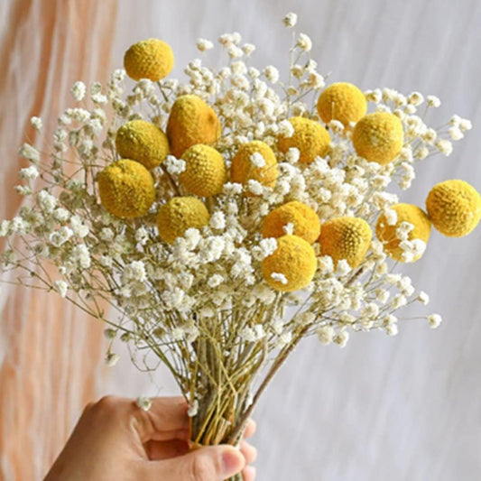 dried_flower - preserved_flower - fake_flower - 208Pcs Gypsophila Dried Flower Bouquet with 15Pcs Natural Yellow Billy Balls - Molly Garden - Molly_Garden_Floral