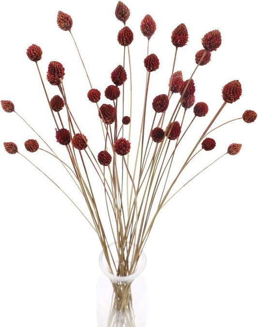dried_flower - preserved_flower - fake_flower - 30Pcs Dried Flowers Bouquet Bulk Mini Floral Natural Dried Plants Handmade - Molly Garden - Molly_Garden_Floral
