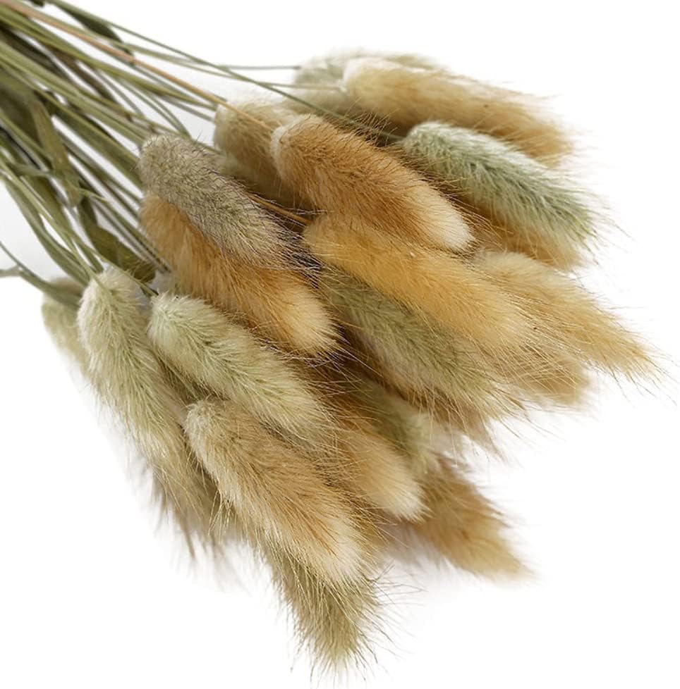 dried_flower - preserved_flower - fake_flower - 50Pcs Natural Dried Lagurus Ovatus Bouquet Rabbit Bunny Tail Pampas Grass - Molly Garden - Molly_Garden_Floral