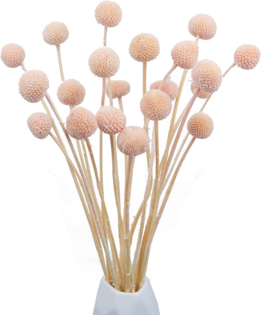 dried_flower - preserved_flower - fake_flower - 20Pcs Dried Flowers Craspedia Billy Balls Billy Buttons Pink Dried Floral Bouquet - Molly Garden - Molly_Garden_Floral