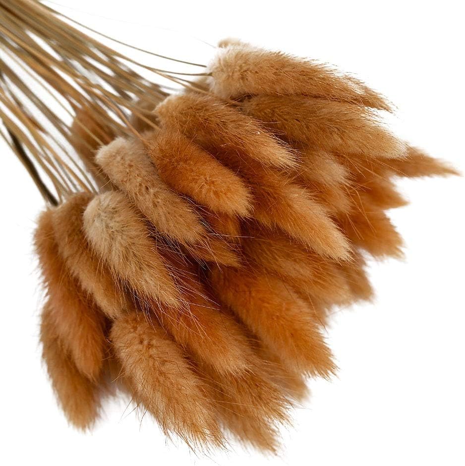 dried_flower - preserved_flower - fake_flower - 50Pcs Natural Dried Lagurus Ovatus Bouquet Rabbit Bunny Tail Pampas Grass - Molly Garden - Molly_Garden_Floral