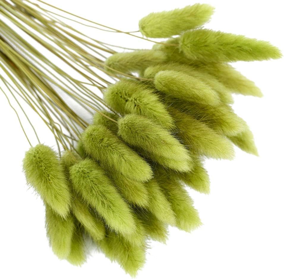dried_flower - preserved_flower - fake_flower - 50Pcs Natural Dried Lagurus Ovatus Bouquet Rabbit Bunny Tail Pampas Grass - Molly Garden - Molly_Garden_Floral