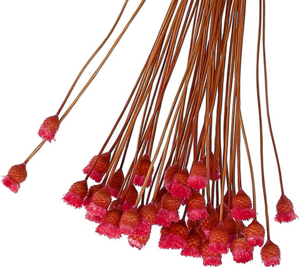 dried_flower - preserved_flower - fake_flower - 50Stems Red Dried Daisy Bouquet Dry Flowers Natural Floral Decoration - Molly Garden - Molly_Garden_Floral