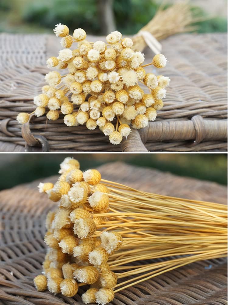 dried_flower - preserved_flower - fake_flower - 250Stems Natural Dry Flowers Brazilian Small Star Daisy Decorative Dried Floral - Molly Garden - Molly_Garden_Floral