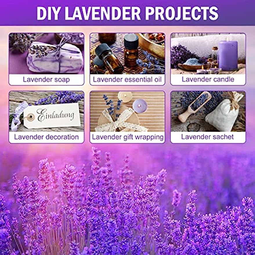 dried_flower - preserved_flower - fake_flower - 2Pack Bundles Dried Lavender Bundles Flowers 100% Natural for Home Decoration - Molly Garden - Molly_Garden_Floral