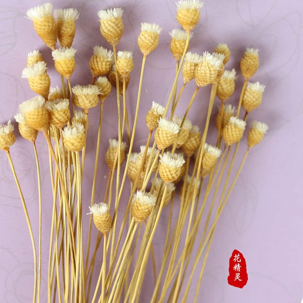 dried_flower - preserved_flower - fake_flower - 250Stems Natural Dry Flowers Brazilian Small Star Daisy Decorative Dried Floral - Molly Garden - Molly_Garden_Floral
