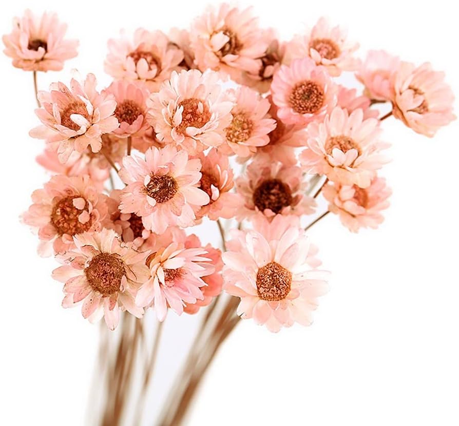 dried_flower - preserved_flower - fake_flower - 210Pcs Natural Dried Bouquet Stems 16" Dry Flowers Brazilian Small Star Daisy - Molly Garden - Molly_Garden_Floral