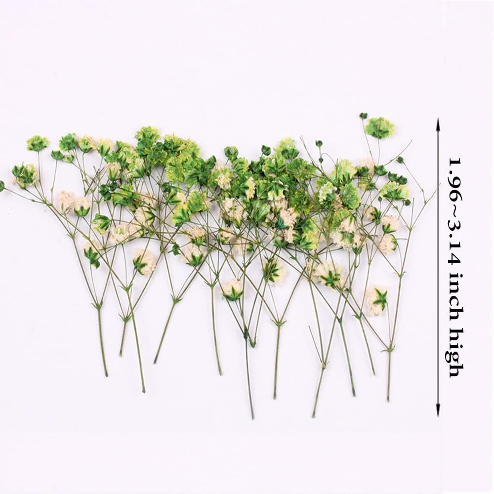 dried_flower - preserved_flower - fake_flower - 36Pcs Dried Pressed Babys Breath Flowers Nature Real Dry Pressing Floral for Resin - Molly Garden - Molly_Garden_Floral