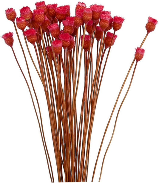 dried_flower - preserved_flower - fake_flower - 50Stems Red Dried Daisy Bouquet Dry Flowers Natural Floral Decoration - Molly Garden - Molly_Garden_Floral