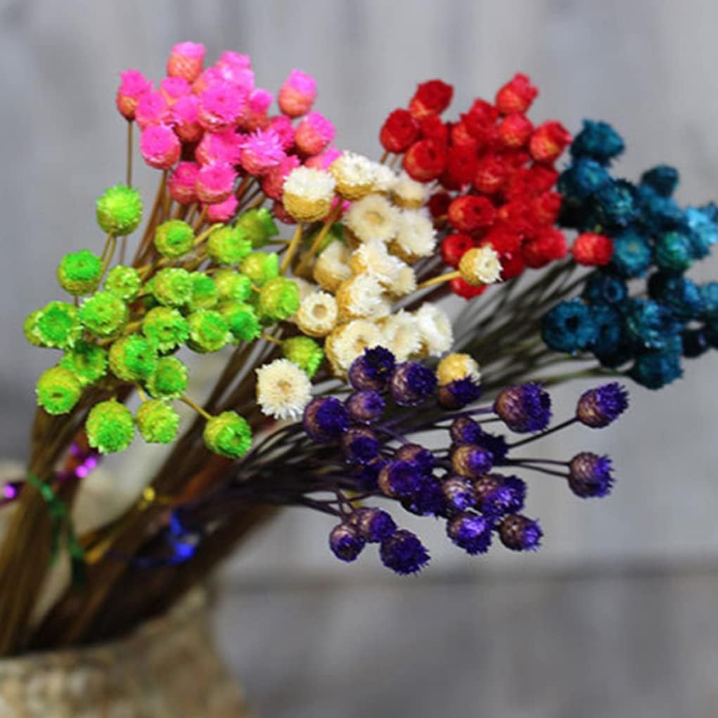 dried_flower - preserved_flower - fake_flower - 50Stems Red Dried Daisy Bouquet Dry Flowers Natural Floral Decoration - Molly Garden - Molly_Garden_Floral