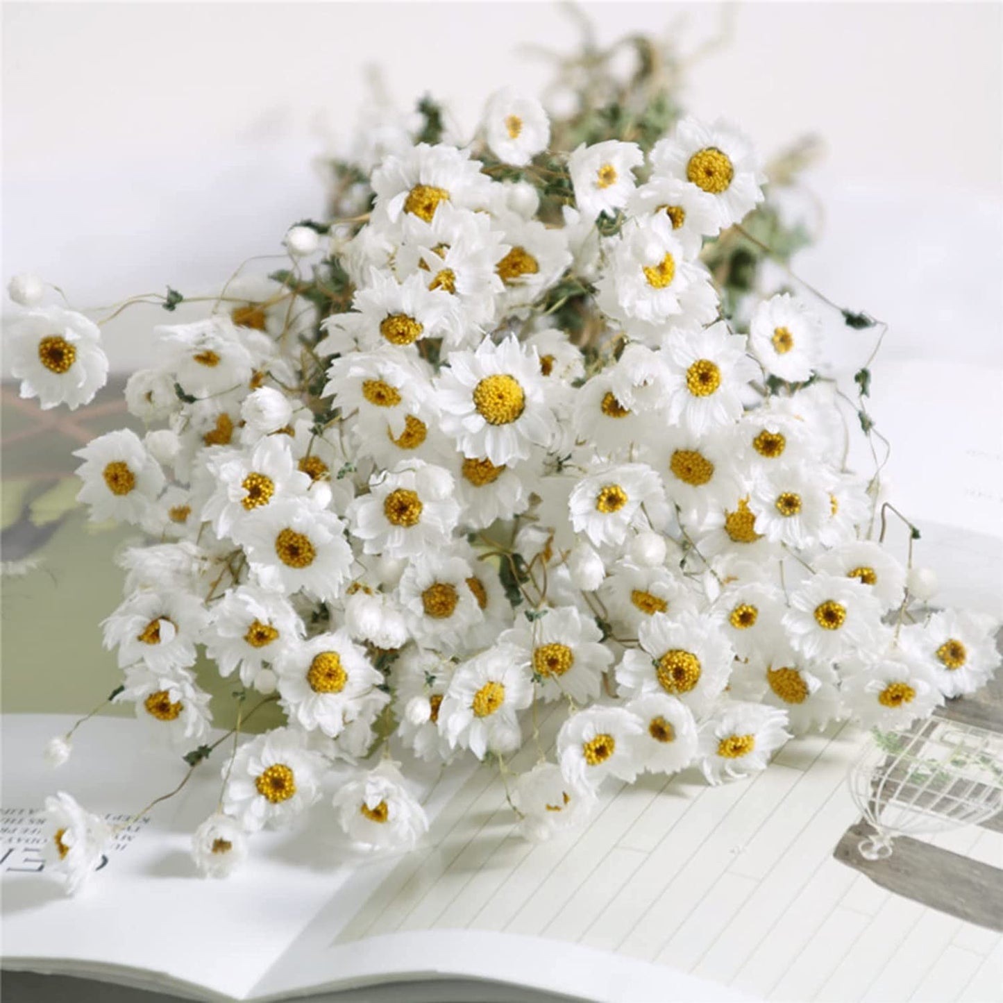 dried_flower - preserved_flower - fake_flower - 200+Stems Real Dry White Flowers with Dried Daisy Bouquet 17'' Gerber Daisies - Molly Garden - Molly_Garden_Floral