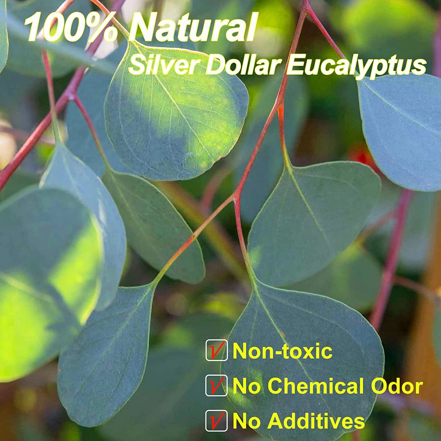 dried_flower - preserved_flower - fake_flower - 7-10Pcs Preserved Dried Eucalyptus Stems 100% Natural Real Silver Dollar Leaves - Molly Garden - Molly_Garden_Floral